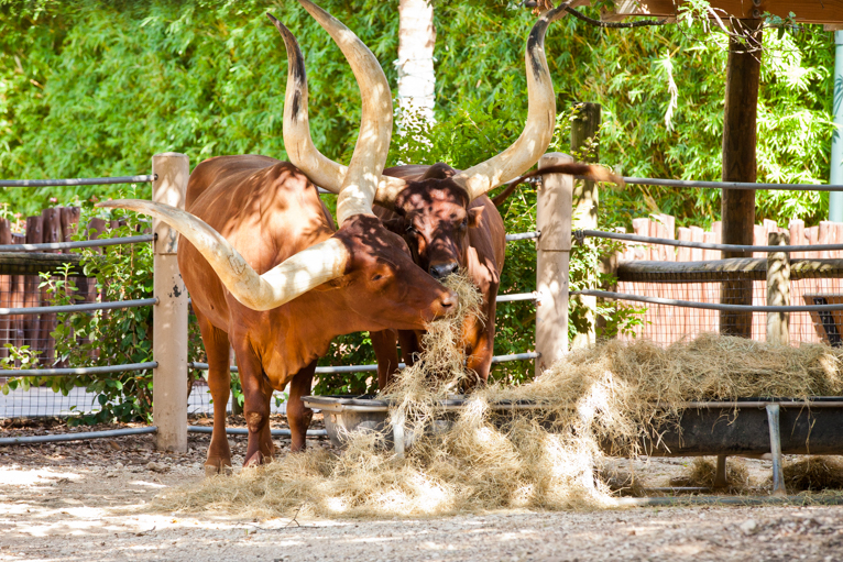 photographing-the-zoo