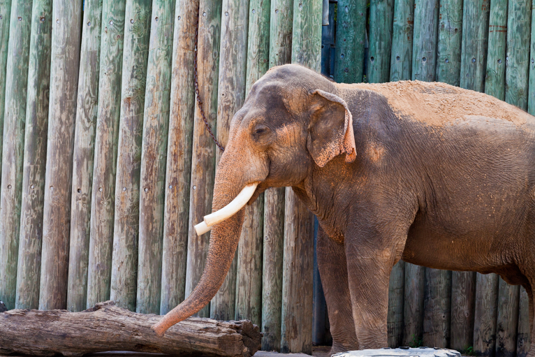 photographing-the-zoo