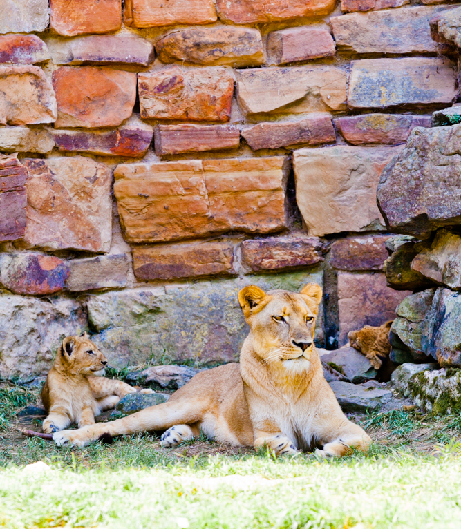 photographing-the-zoo