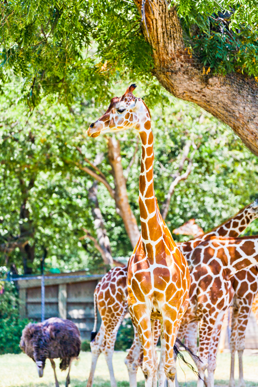 photographing-the-zoo