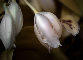 2020 Missouri Botanical Garden Orchid Show