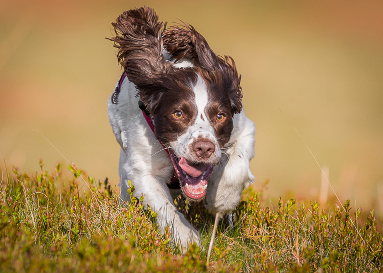 Photographing_Pets