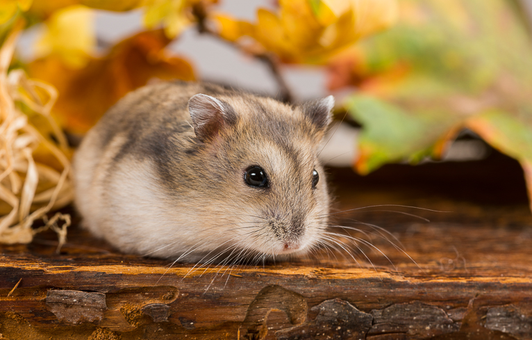 Photographing_Pets