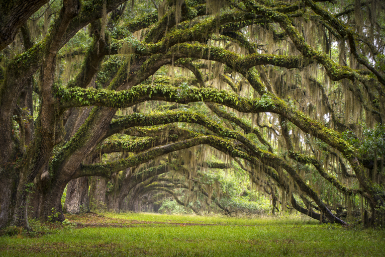 photographing-charleston