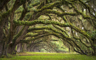 Photogenic Places – A Simple Guide To Photographing Charleston