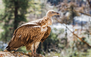 5 Tips For Getting Started In Bird Photography