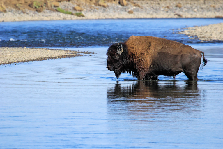 Yellowstone_NP_photography_guide