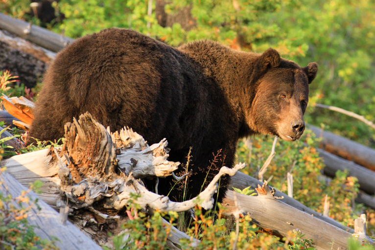 Yellowstone_NP_photography_guide