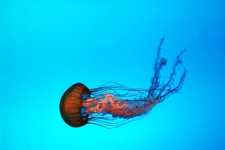 Photographing_Aquariums