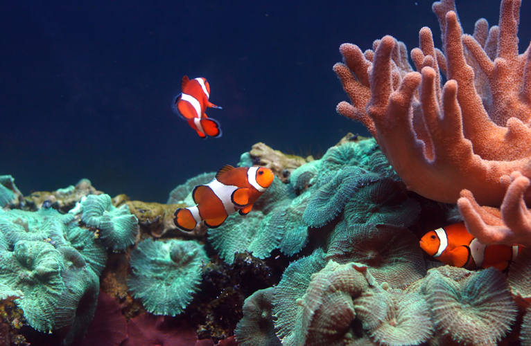 Photographing_Aquariums