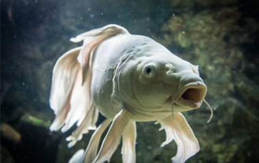 7 Tips On Photographing Aquariums