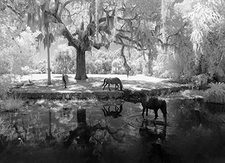 Cumberland Island Workshop 2022