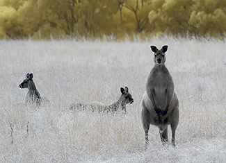 Kangaroo Island Wallabies and Roos