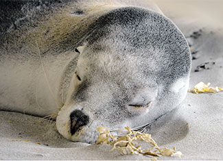 Seal Bay photoshoot