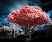 ali-zandi-infrared-gallery-9