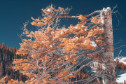 bradley-munkowitz-infrared-gallery-15