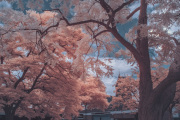 bradley-munkowitz-infrared-gallery-29