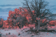bradley-munkowitz-infrared-gallery-9