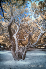 byron-capo-infrared-gallery-2