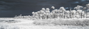 byron-capo-infrared-gallery-5