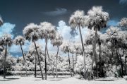 byron-capo-infrared-gallery-8