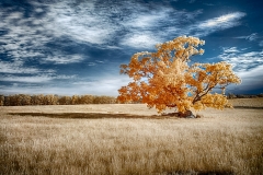 dan-urban-infrared-gallery-1