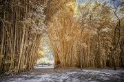 glauco-meneghelli-infrared-gallery-4