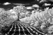 kyle-klein-infrared-gallery-8