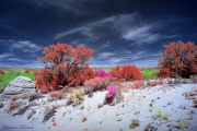 DAY_04_SOUTH_COYOTE_BUTTES (10)_COMPOSITION