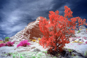 DAY_04_SOUTH_COYOTE_BUTTES (62)_COMPOSITION