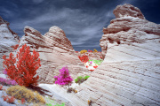 DAY_04_SOUTH_COYOTE_BUTTES (72)_COMPOSITION