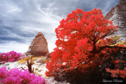 DAY_04_SOUTH_COYOTE_BUTTES (98)_COMPOSITION