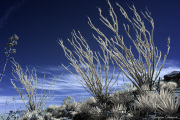 INFRARED_ANZA_BORREGO_FEB25_2017 (135)_FINAL_01