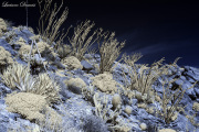 INFRARED_ANZA_BORREGO_FEB25_2017 (75)_FINAL_01