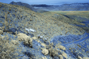 INFRARED_ANZA_BORREGO_MARCH_04_2017 (60)_FINAL_01