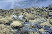 INFRARED_ANZA_BORREGO_MARCH_04_2017 (91)_FINAL_01