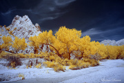 INFRARED_DAY_05_LOWER_HACKBERRY (16)_FINAL_01