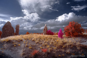 INFRARED_DAY_07_DEVILS_GARDEN (20)_COMPOSITION