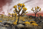 INFRARED_MOJAVE_DESERT_JAN02_2018_FINAL_14-(162)