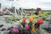 INFRARED_MOJAVE_DESERT_JAN03_2018-(41)_COMPOSITION