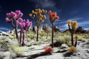 INFRARED_MOJAVE_DESERT_JAN04_2018-(167)_COMPOSITION