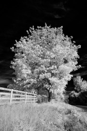 Aldergrove-Tree