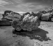 12_ Rock and Trees-bw