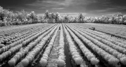 2_ Flower farm-bw