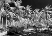 3_ Coconut Garden-bw