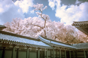 songkwangchan-infrared-gallery-10