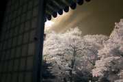 songkwangchan-infrared-gallery-6