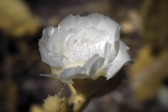 DWIR0044