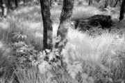 susanna-euston-infrared-gallery-22