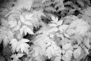 susanna-euston-infrared-gallery-24